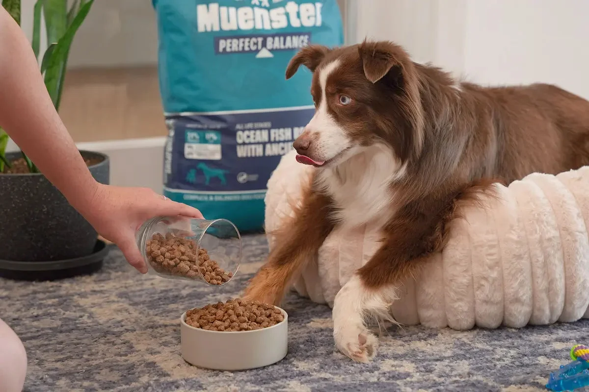 Muensterpet: A Deep Dive into Their Pet Product Offerings
