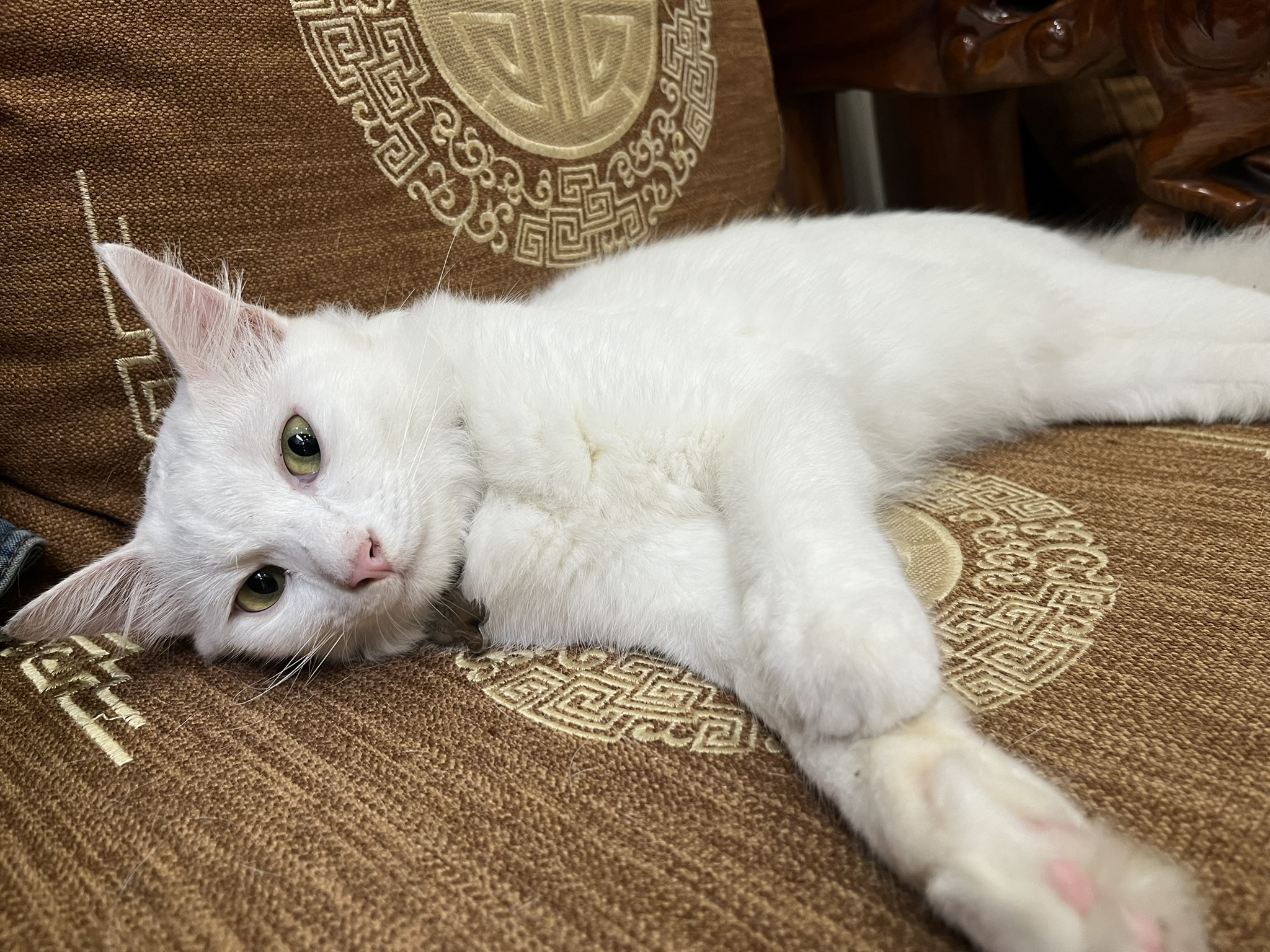 First-Time Pet Owner Checklist: What You Need Before Day One