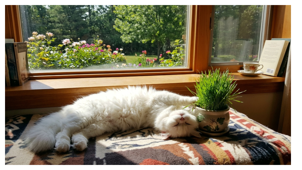What Is Cat Grass and Is It Good for Cats?